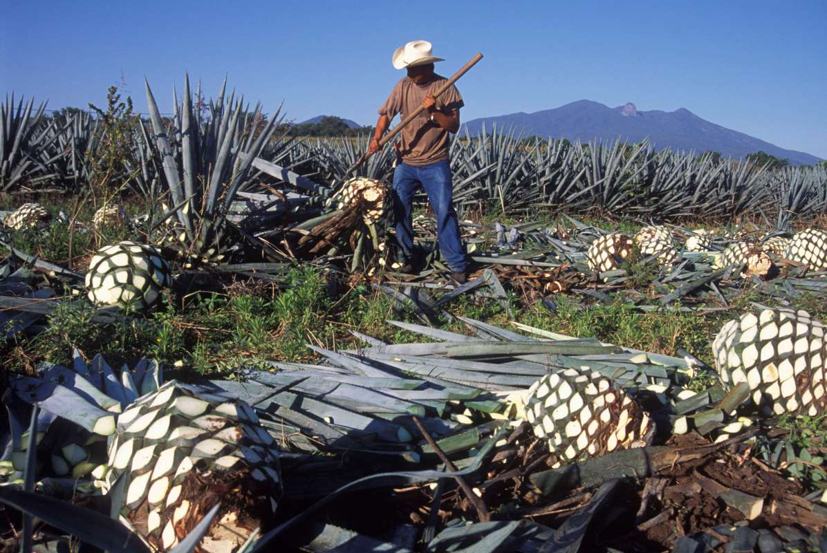 Is an Agave Shortage Going to Affect Tequila Distillers? InsideHook