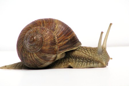 snails
