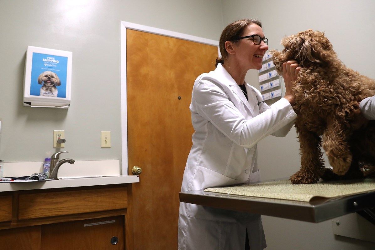 Veternarian Dr. Linda Pirie examines a dog named Louie at Los Gatos Dog and Cat Hospital on January 25, 2018 in Los Gatos, California. Veternarians have seen a surge in dog owners seeking to have their dogs immunized for "dog flu" after reports that the highly contagious canine influenzaÑH3N2 and H3N8Ñis rapidly spreading. (Photo by Justin Sullivan/Getty Images)
