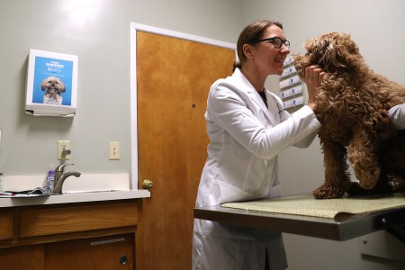 Veternarian Dr. Linda Pirie examines a dog named Louie at Los Gatos Dog and Cat Hospital on January 25, 2018 in Los Gatos, California. Veternarians have seen a surge in dog owners seeking to have their dogs immunized for "dog flu" after reports that the highly contagious canine influenzaÑH3N2 and H3N8Ñis rapidly spreading. (Photo by Justin Sullivan/Getty Images)