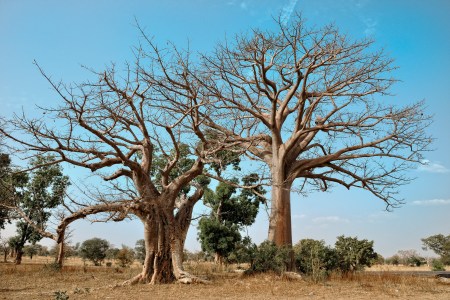 baobab trees