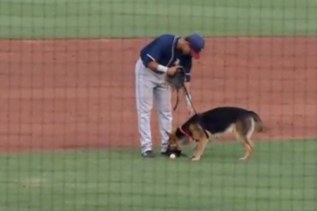 An image of the Tulsa Drillers Bark in the Park event.  (NewsOn6.com - http://www.newson6.com/clip/14420566/web-extra-dog-day-fun-at-tulsa-drillers-game)