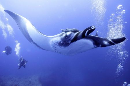 Giant Oceanic Manta Rays, which can grow up 7 meters, arrive at a cleaning station off the coast of Socorro Island and pause to receive a massage from divers bubbles on April 28, 2016. (Getty)