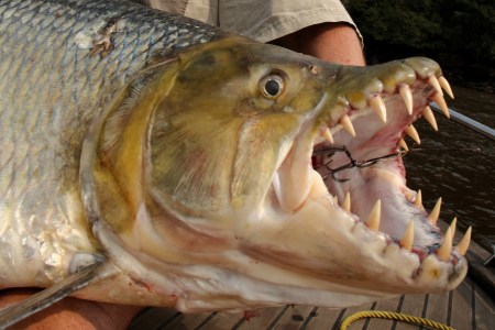 Goliath Tigerfish (Hydrocynus goliath) caught in Congo on the Congo river. (Getty)
