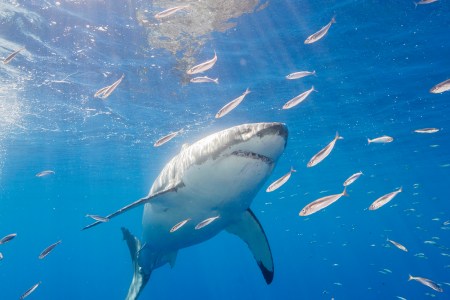 great white sharks
