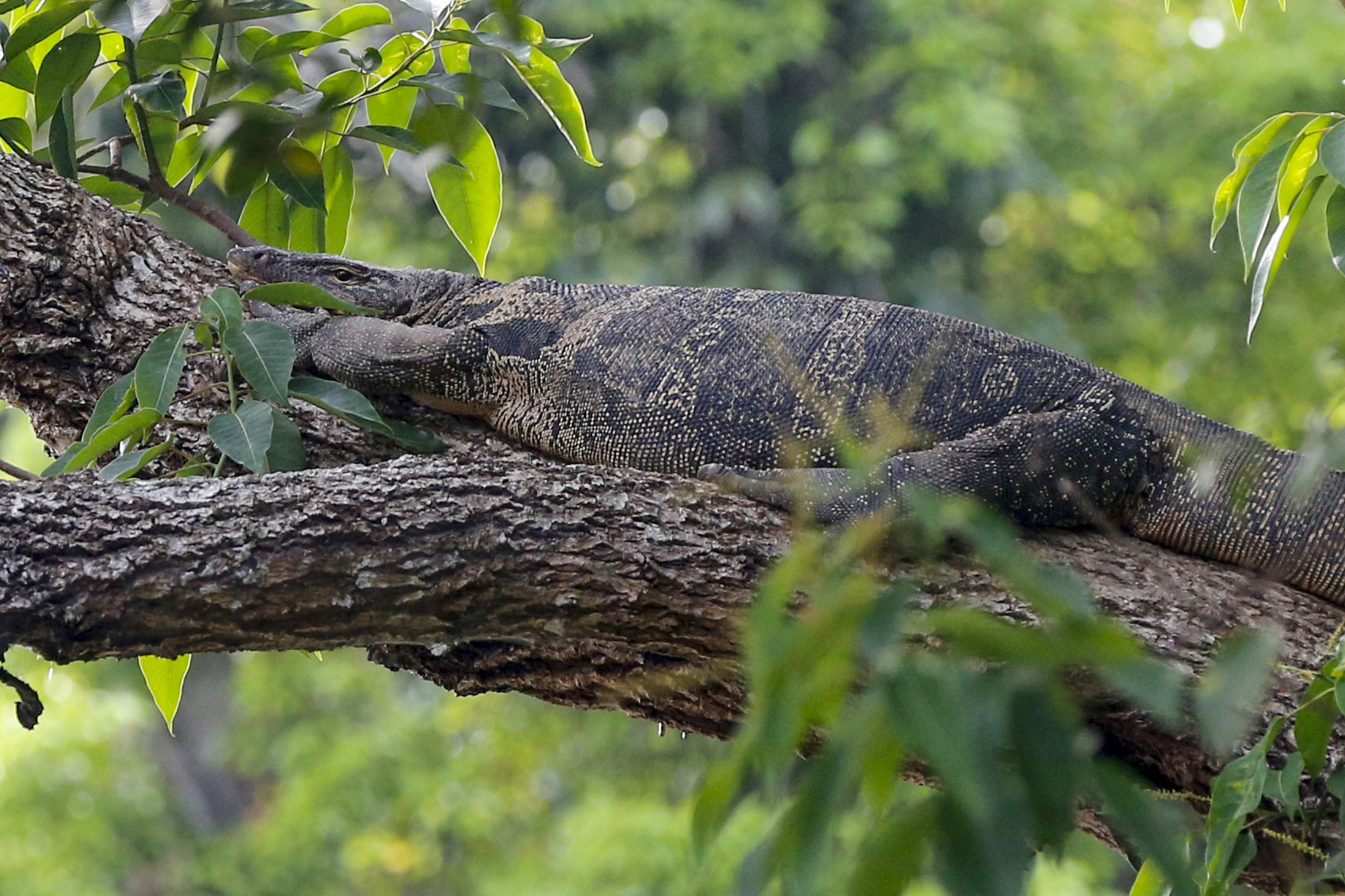 A monitor lizard lies in a tree in the Khao Yai national park on March 18, 2017 in Bangkok, Thailand. (Photo by Isa Foltin/Getty Images)