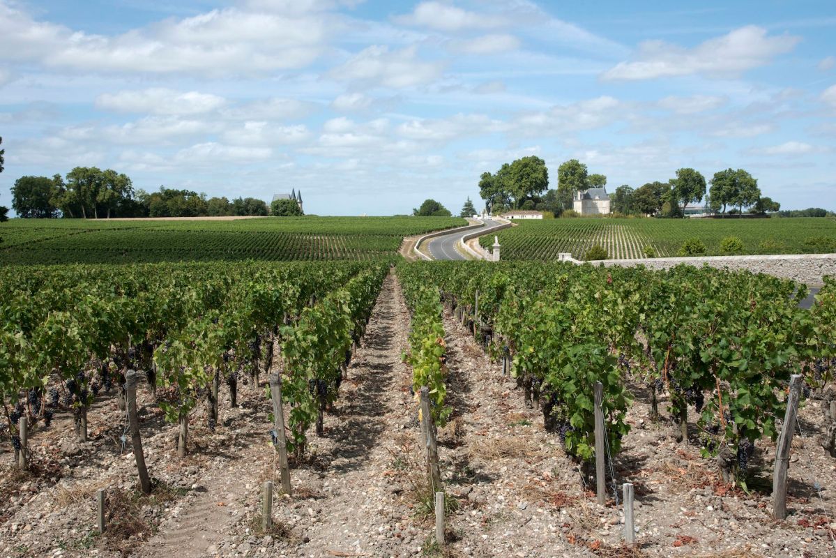 Pauillac wine region France, Vines and vineyards in Pauillac a wine producing area of the Bordeaux region France. (Photo by: Education Images/UIG via Getty Images)