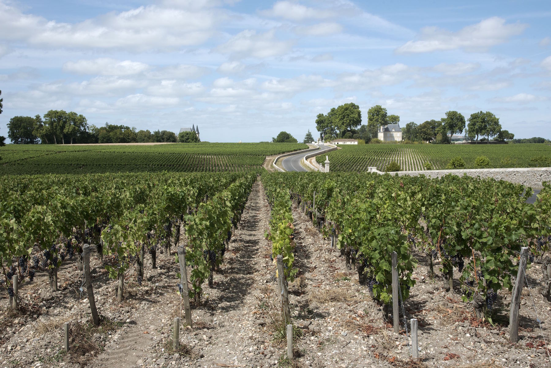 Pauillac wine region France, Vines and vineyards in Pauillac a wine producing area of the Bordeaux region France. (Photo by: Education Images/UIG via Getty Images)
