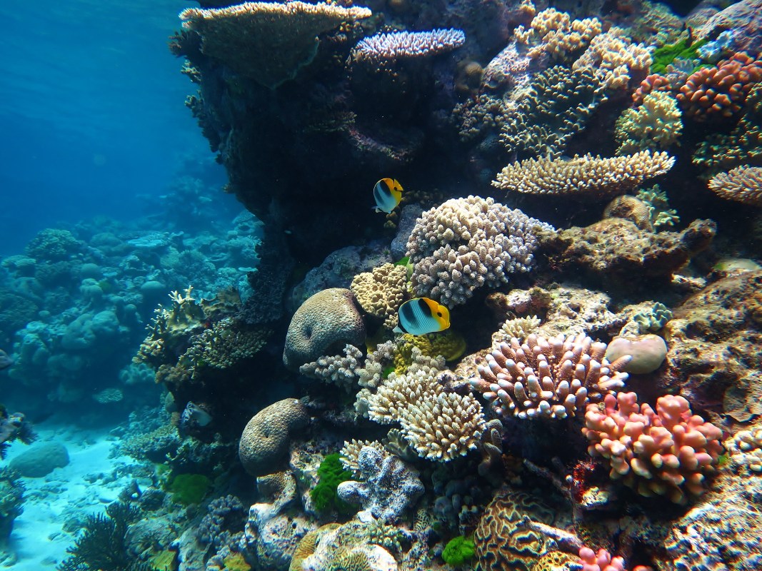 The Great Barrier Reef (Wikipedia)