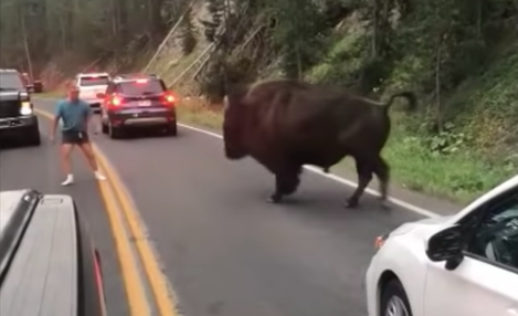Man Taunts Bison in Yellowstone National Park, Gets What He Deserves