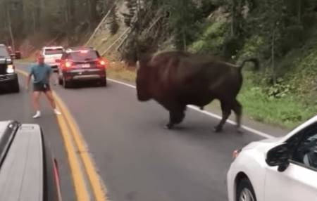 Lindsey Jones shares a video of a bison charging a man taunting it. (Lindsey Jones/YouTube)