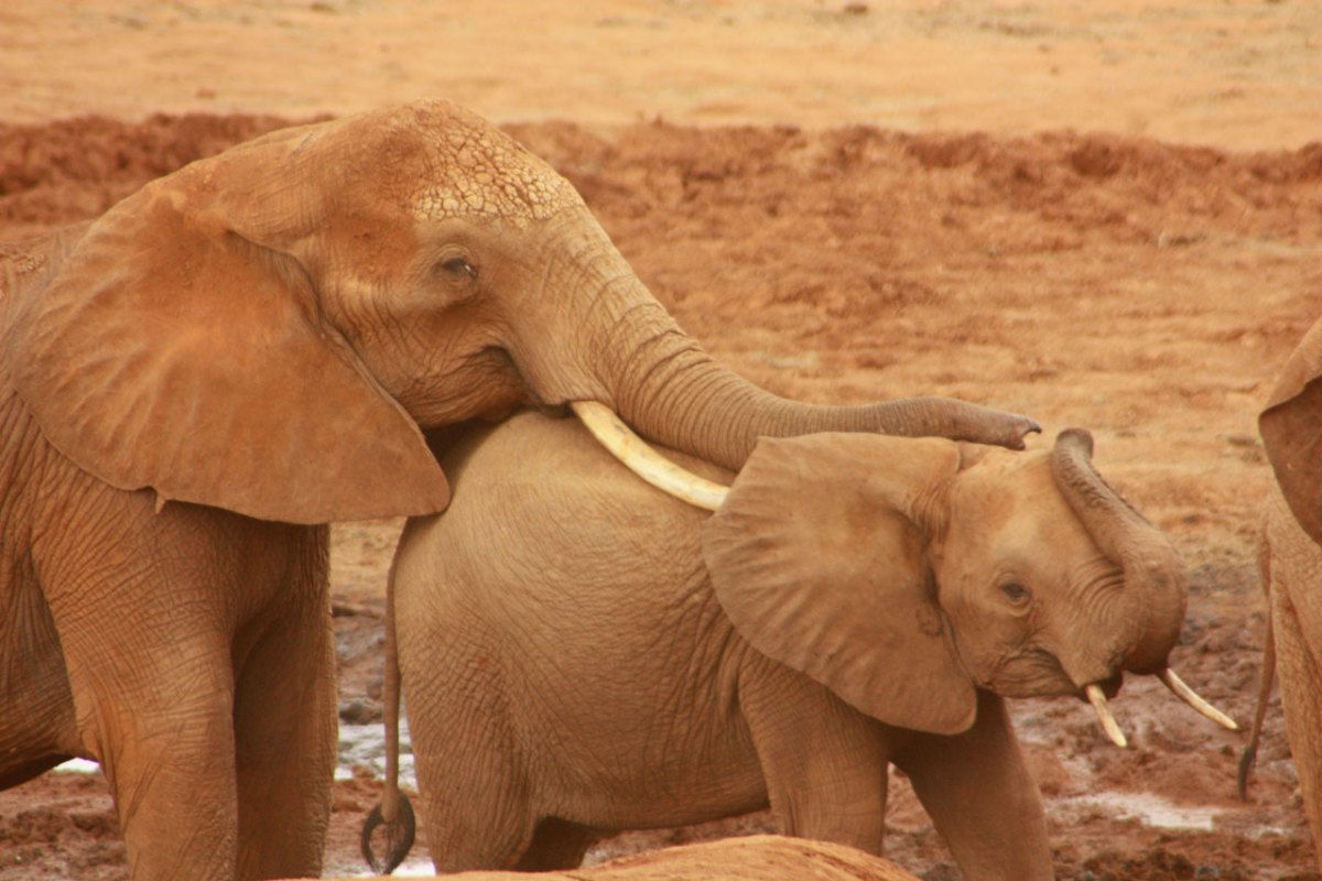 ivory poachers