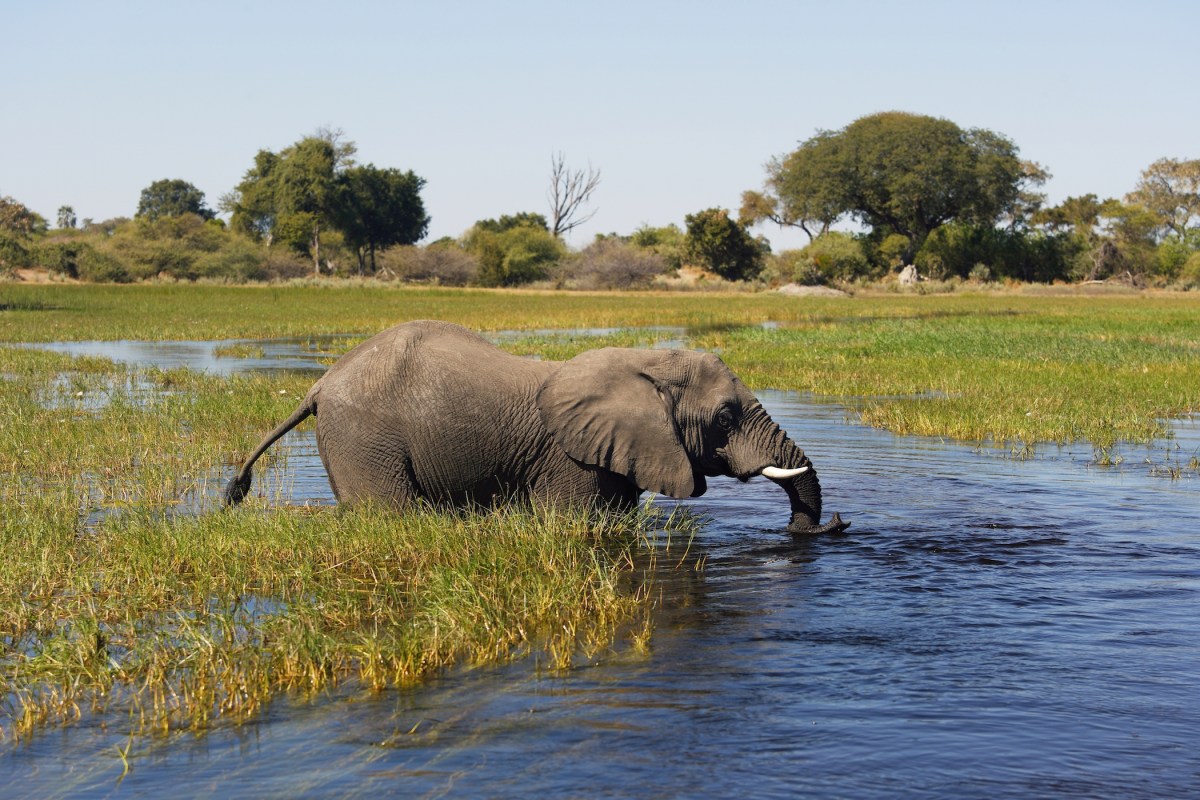 Botswana. Okavango Delta. Xigera Camp. Safari. Elephant. (Photo by: Marka/UIG via Getty Images)