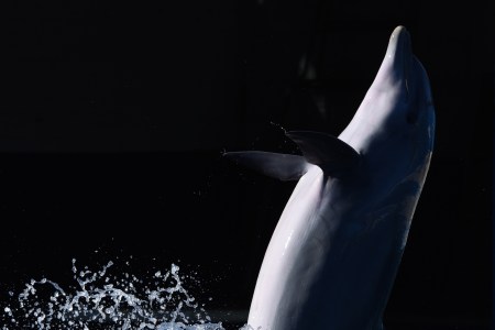 A Common bottlenose dolphin (Tursiops truncatus truncatus) pictured during a show at Madrid Zoo and Aquarium. (Photo by Jorge Sanz/Pacific Press/LightRocket via Getty Images)
