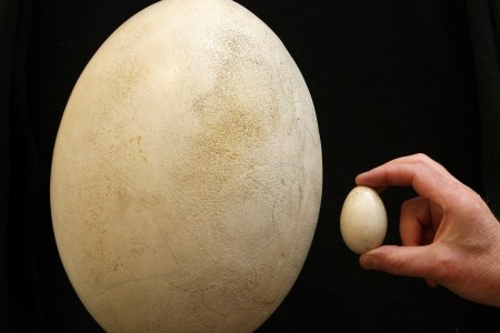 The egg of a Giant Elephant Bird of Madagascar. The elephant bird recently reclaimed its title as the largest bird in history. (Photo by Dominic Lipinski - PA Images/PA Images via Getty Images)