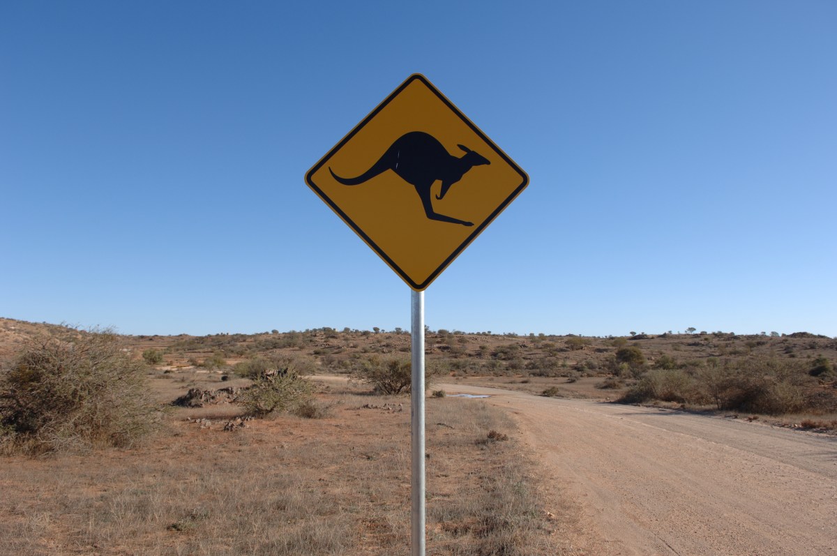 Kangaroo Sign in outback in Sydney, Australia. A search is currently on for a lost kangaroo in Jupiter Farms, Florida. (Photo by James D. Morgan/Getty Images)