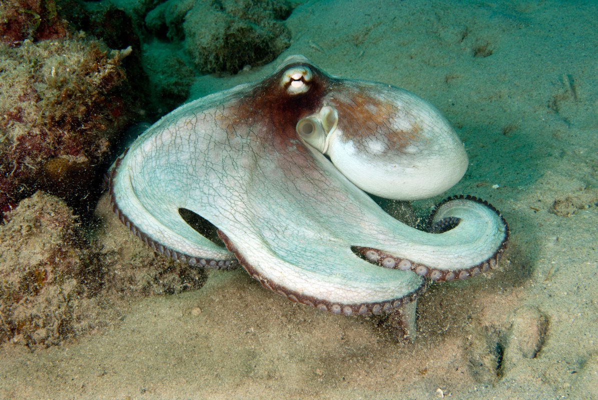 Common octopus (Octopus vulgaris) out hunting, Curacao, Netherlands Antilles. A new study gave octopuses ecstasy and examined their social behavior. (Photo by Wild Horizons/UIG via Getty Images)