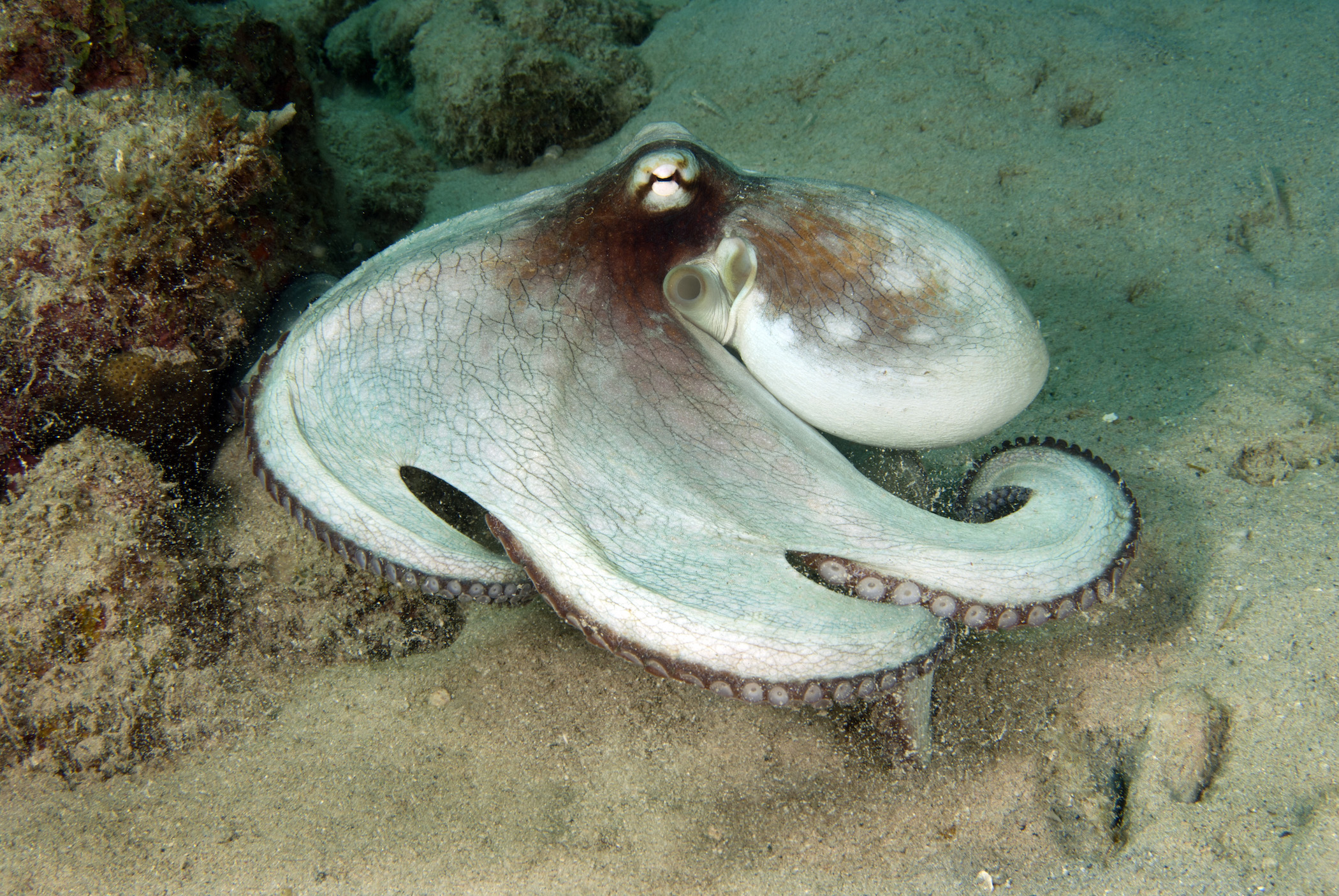 Common octopus (Octopus vulgaris) out hunting, Curacao, Netherlands Antilles. A new study gave octopuses ecstasy and examined their social behavior. (Photo by Wild Horizons/UIG via Getty Images)
