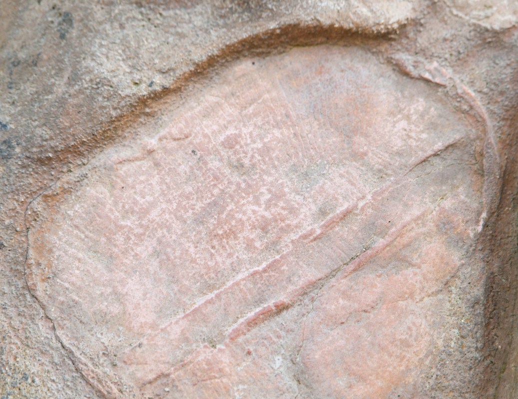 Dickinsonia costata - fossil of the Ediacaran biota found in Australia. Scientists recently found evidence of Dickinsonia in Russia that is believed to be the world's first animal. (Photo by scigelova/Getty Images)