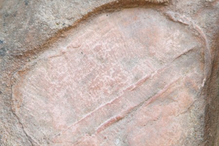 Dickinsonia costata - fossil of the Ediacaran biota found in Australia. Scientists recently found evidence of Dickinsonia in Russia that is believed to be the world's first animal. (Photo by scigelova/Getty Images)