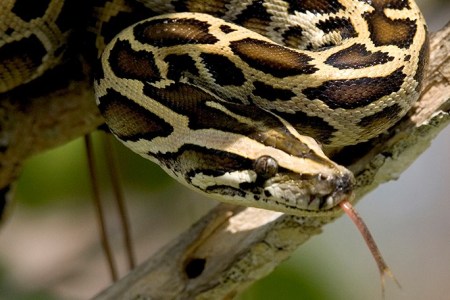 burmese pythons