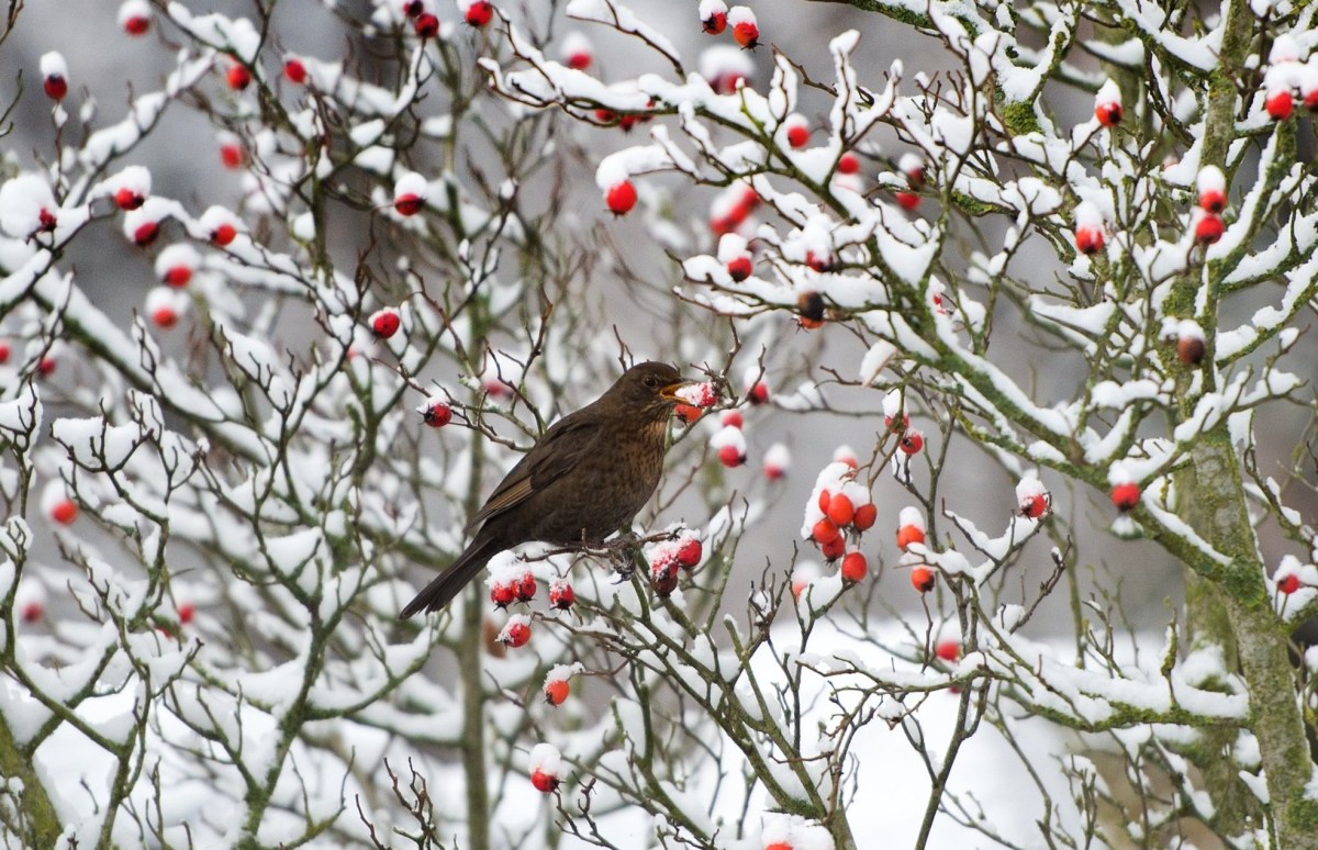 A blackbird picks a rosehip from a snow-covered shrub on January 5, 2017 in Dresden, eastern Germany. Drunk birds in Gilbert, Minnesota have been feeding off fermented berries and causing damage. (Photo by ARNO BURGI/AFP/Getty Images)