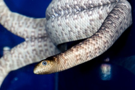 sea snake