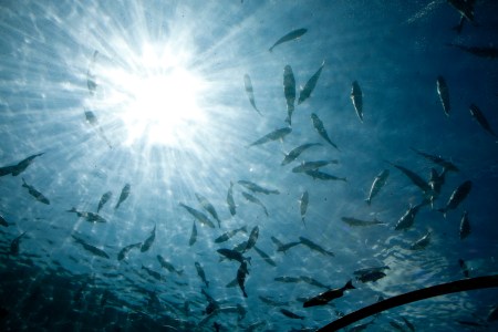 underwater restaurant