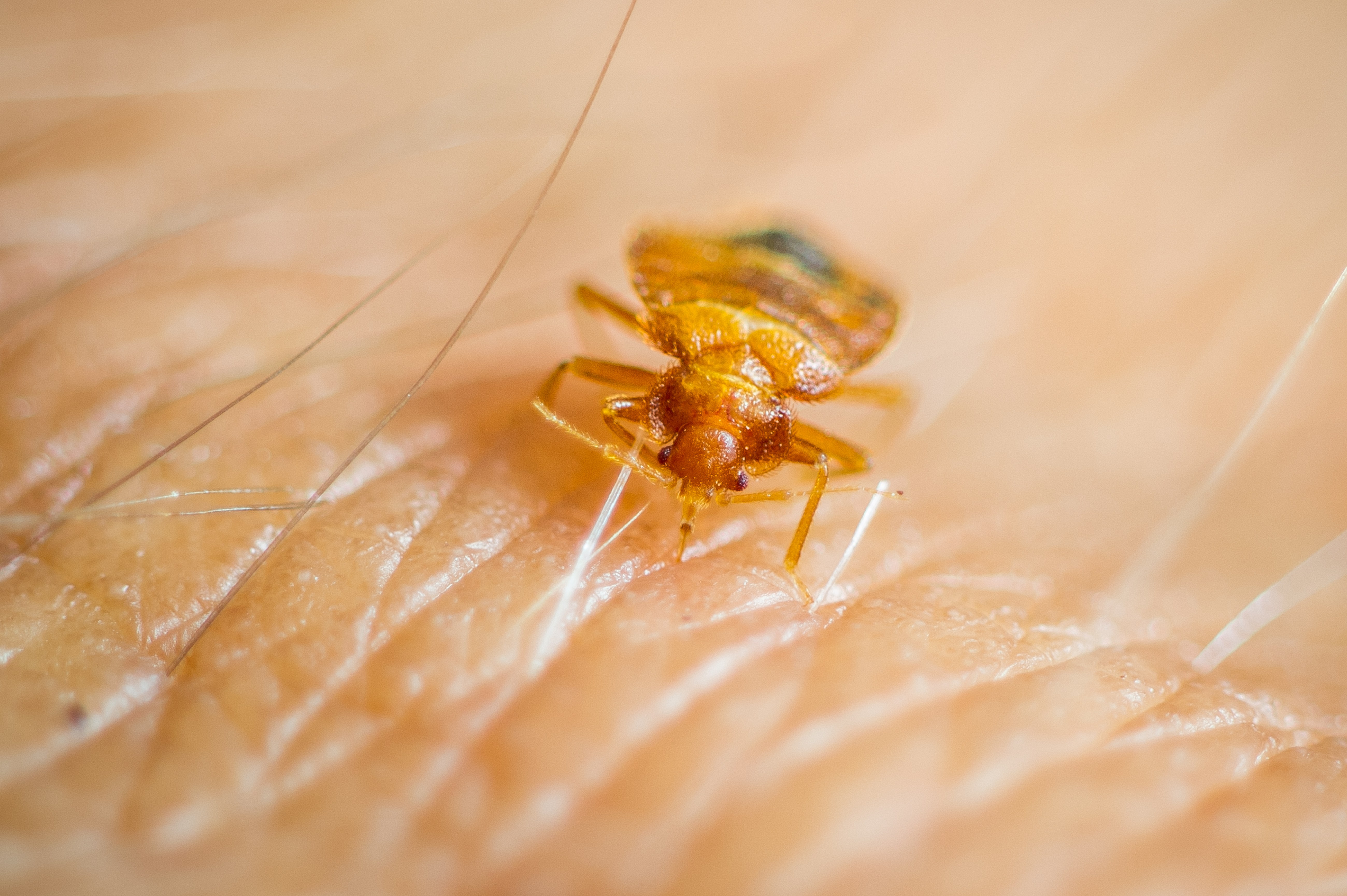 Magnifying the Bugs That Live In Your Home and On Your Face - InsideHook