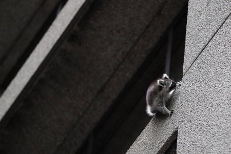A raccoon is stranded on a fourth floor ledge on the Toronto Star building at One Yonge Street. The ledge is at a 45 degree angle. at  in Toronto. Toronto is engaged in a years-long, playful war against its raccoons. (Steve Russell/Toronto Star via Getty Images)