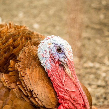 Turkeys To Be Pardoned by Trump Have Been Chosen
