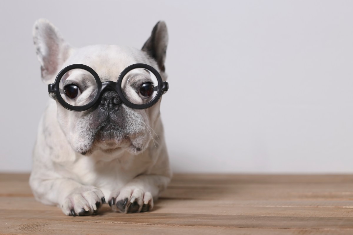 Not Smart Dogs Study Says Dogs Aren't as Smart as We Thought - InsideHook