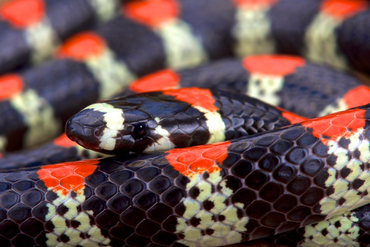 The Coral Snake often eats other smaller snakes like the Cenaspis aenigma. (Getty)