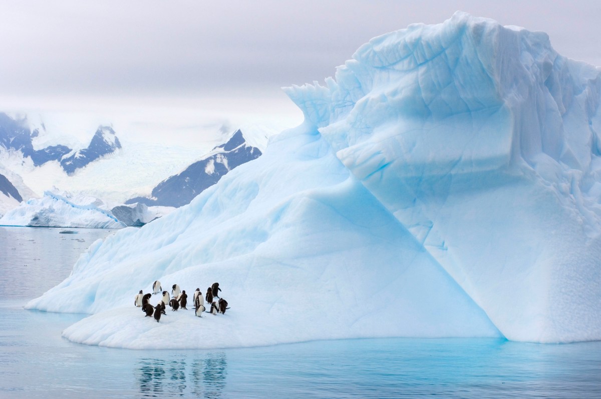 Gentoo Penguins and Chinstrap Penguins on an iceberg on the Western Antarctic Peninsula, Antarctica, Southern Ocean. (Photo by Steven Kazlowski / Barcroft Media / Getty Images)