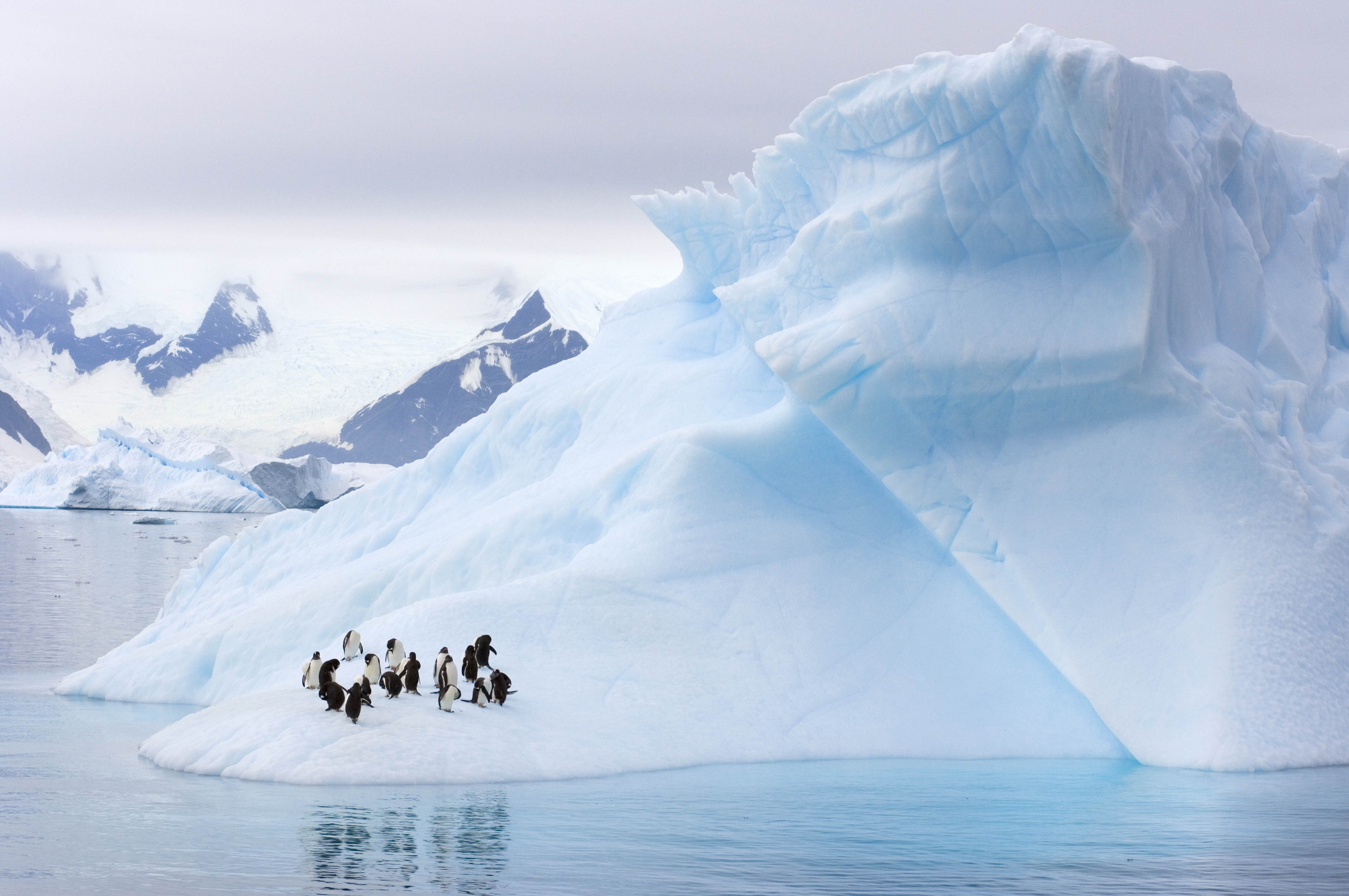 Gentoo Penguins and Chinstrap Penguins on an iceberg on the Western Antarctic Peninsula, Antarctica, Southern Ocean. (Photo by Steven Kazlowski / Barcroft Media / Getty Images)