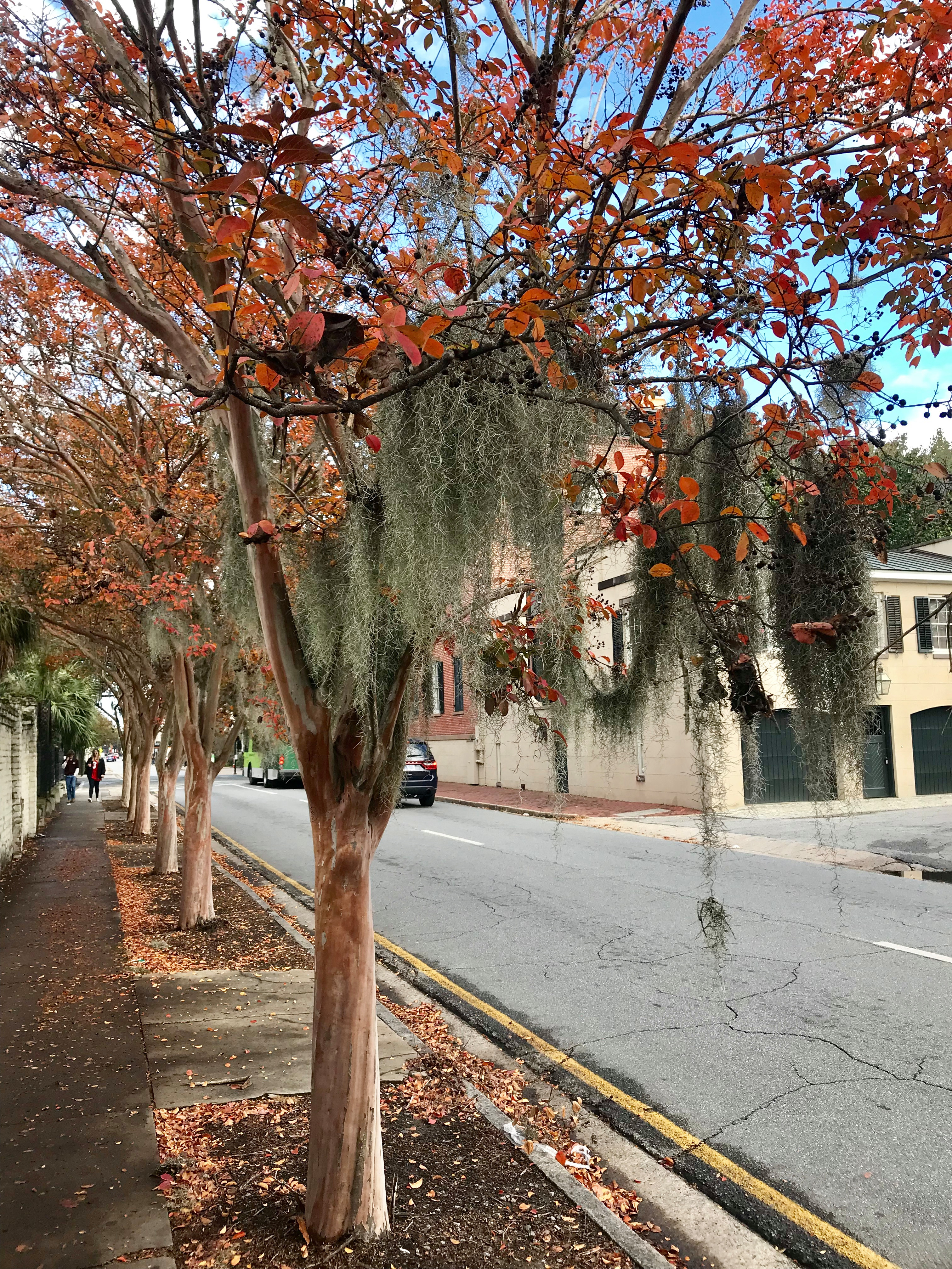 Spanish moss covers the trees in Savannah, Georgia