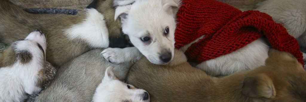 ANKARA, TURKEY - JANUARY 10: Stray puppies are seen at a house, rented by an animal lover Volkan Koc for 29 stray dogs to take shelter during night and cold weather, in a forest field located at Imrahor region of Ankara, Turkey on January 10, 2019. (Photo by Halil Sagirkaya/Anadolu Agency/Getty Images)