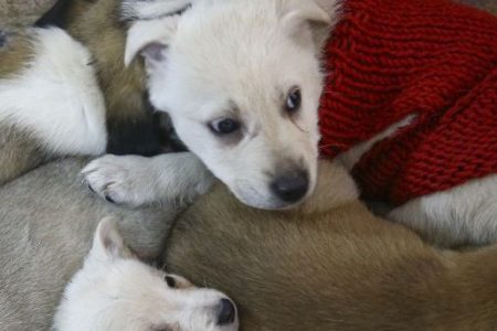 ANKARA, TURKEY - JANUARY 10: Stray puppies are seen at a house, rented by an animal lover Volkan Koc for 29 stray dogs to take shelter during night and cold weather, in a forest field located at Imrahor region of Ankara, Turkey on January 10, 2019. (Photo by Halil Sagirkaya/Anadolu Agency/Getty Images)