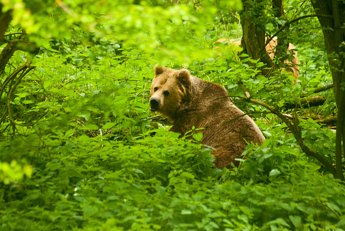 boy bear woods