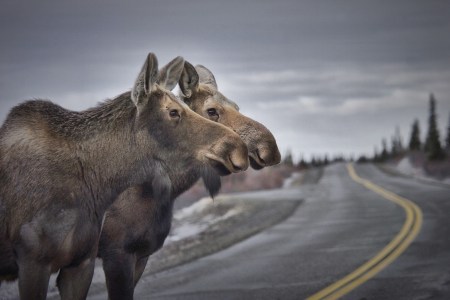 roadkill moose wolves