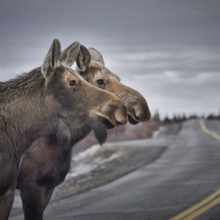 roadkill moose wolves