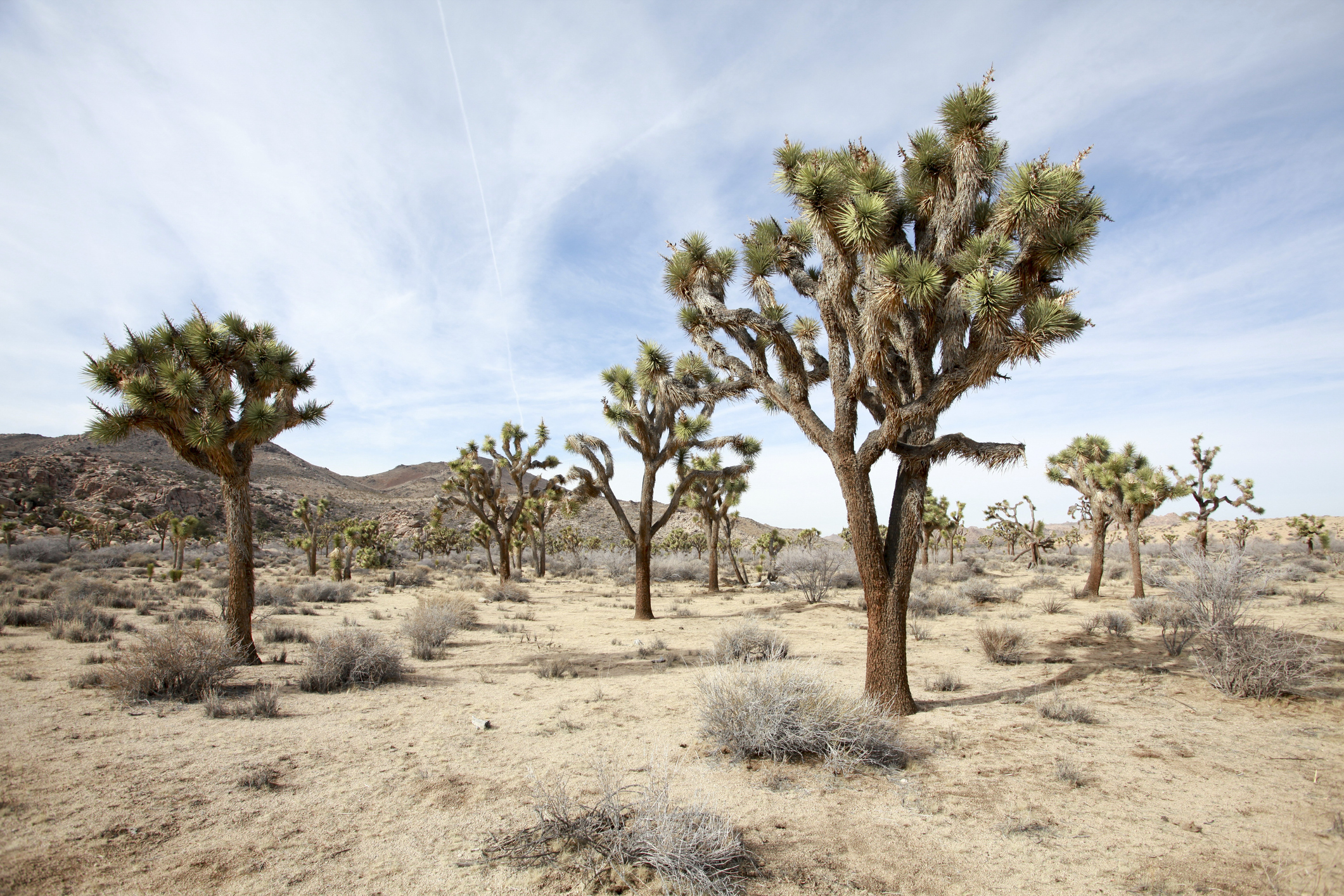 Joshua Tree