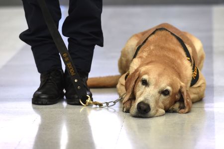 TSA dogs