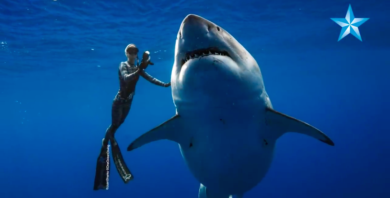 Ocean Ramsey, shark researcher, swims alongside the great white shark "Deep Blue," of Oahu's North Shore. (Screenshot courtesy of Honolulu Star-Advertiser)