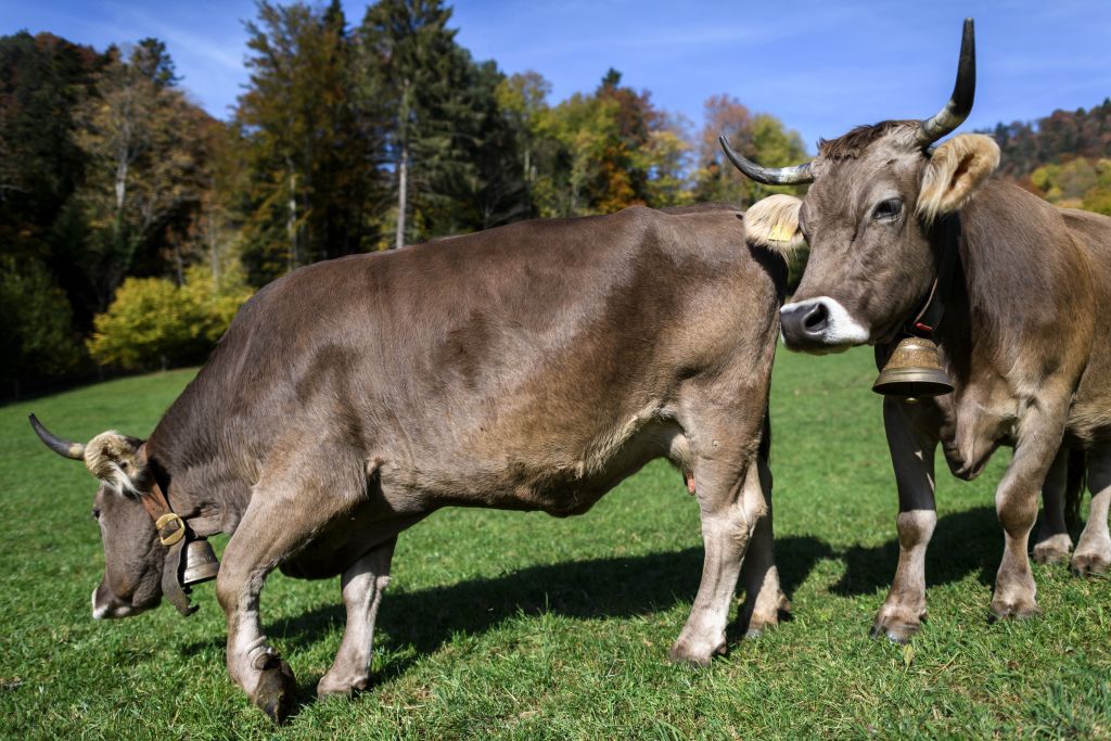 Cows with horn are grazing in a field ahead of a nationwide vote on an initiative on cow horns, on October 16, 2018 above Perrefitte, northern Switzerland. - Swiss Armin Capaul launched and collected more that 100,000 signatures for an initiative to offer monetary assistance to owners who do not dehorn their livestock. Swiss citizen will vote on the issue on November 25, 2018. (Photo by Fabrice COFFRINI / AFP)        (Photo credit should read FABRICE COFFRINI/AFP/Getty Images)