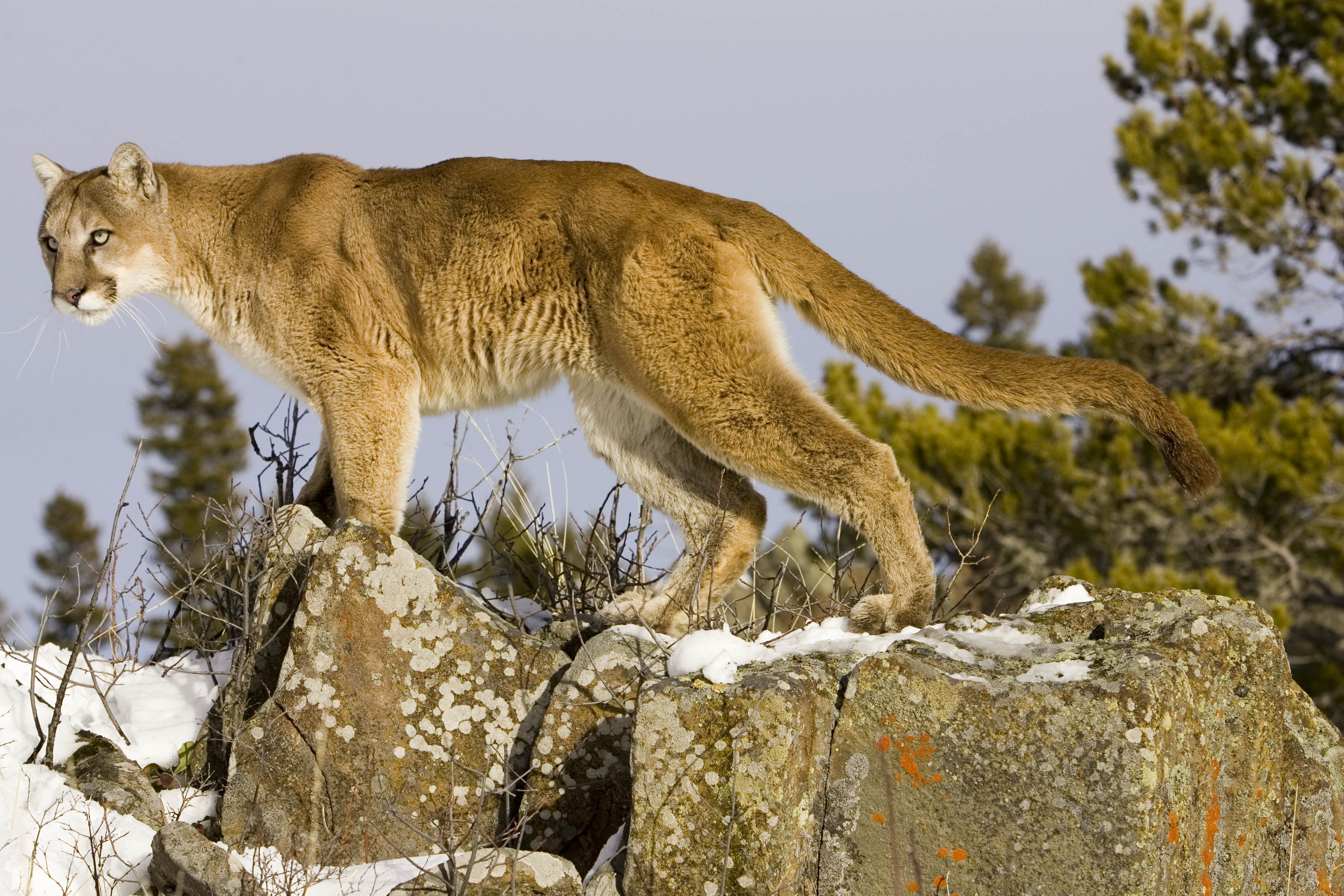 mountain lion attack