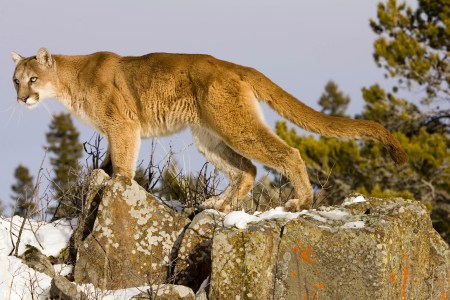 mountain lion attack