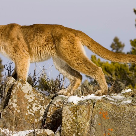 mountain lion attack