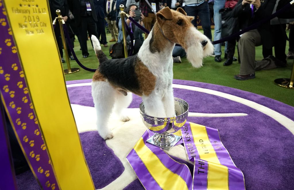 King, the wire hair fox terrier, poses after winning "Best in Show" at the Westminster Kennel Club 143rd Annual Dog Show in Madison Square Garden in New York on February 12, 2019. (Photo by TIMOTHY A. CLARY / AFP)        (Photo credit should read TIMOTHY A. CLARY/AFP/Getty Images)