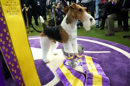 King, the wire hair fox terrier, poses after winning "Best in Show" at the Westminster Kennel Club 143rd Annual Dog Show in Madison Square Garden in New York on February 12, 2019. (Photo by TIMOTHY A. CLARY / AFP)        (Photo credit should read TIMOTHY A. CLARY/AFP/Getty Images)